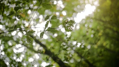 Leaves on a mountain tree moving with the wind and sunbeams through the treetops Stock Footage 78517607