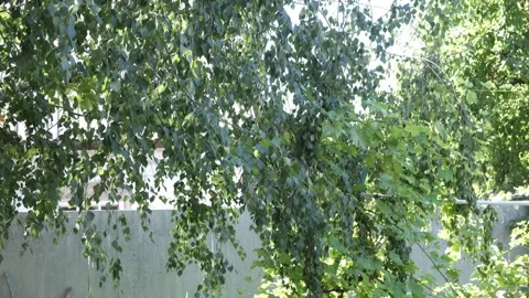 The leaves move on the birch in the sun. Stock Footage 203566498