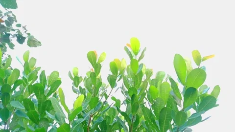 Leaves move freely in the wind Stock Footage 291856704