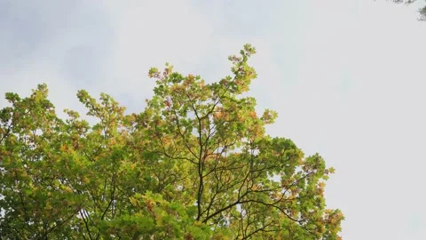 Leaves move in the wind and fall to the ground. Beautiful shots of nature Vídeos de archivo 150863419