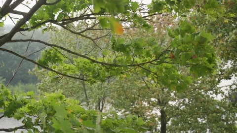 Leaves move in the wind and fall to the ground. Beautiful shots of nature Stock Footage 150863841