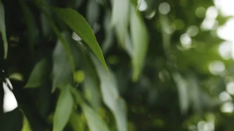 Leaves move in the wind. Stock Footage 109438740