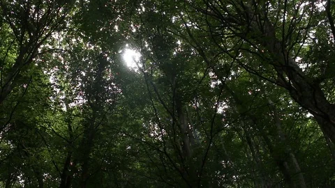 Leaves moved by a light summer breeze Video stock 99314513