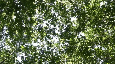 Leaves moved by a summer breeze Video stock 99336253