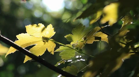 Leaves moved by wind Stock Footage 5140940