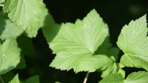 Leaves moved by the wind Stock Footage 74440590