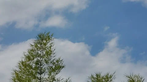 The leaves moved in the wind Vidéo 279912368