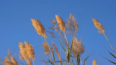 Leaves Movement Video stock 231291192