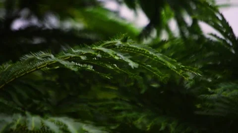 Leaves Movement at Sunset Stock Footage 311550988