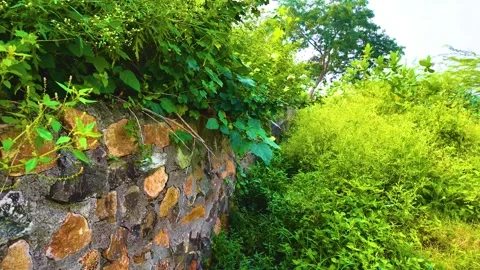 Leaves Moving Due to Wind Video stock 262207561