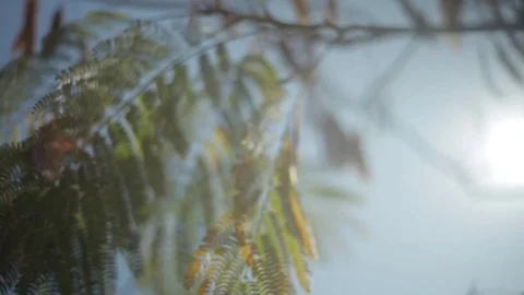 Leaves Moving Into Focus in Sunlight Video stock 76014486