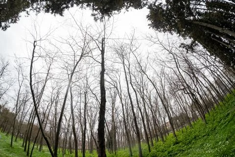 Leaves moving in the forest with the wind blowing Stock Photos