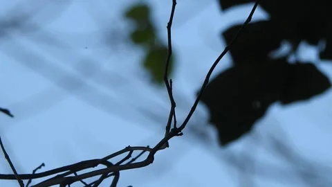 Leaves Moving Gently in the Wind in Natural Environment Stock Footage 308391832