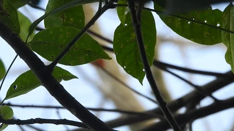 Leaves Moving Gently in the Wind in Natural Environment Stock Footage 308391876