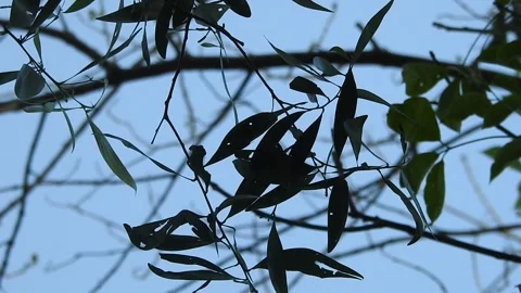 Leaves Moving Gently in the Wind in Natural Environment Stock Footage 308391879