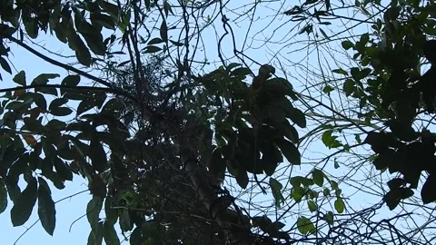 Leaves Moving Gently in the Wind in Natural Environment Stock Footage 308391932