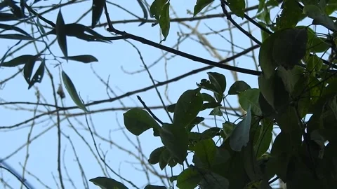 Leaves Moving Gently in the Wind in Natural Environment Stock Footage 308391933