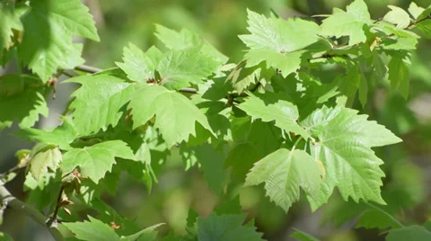 Leaves moving with a light breeze under sunlight 스톡 동영상 37585191