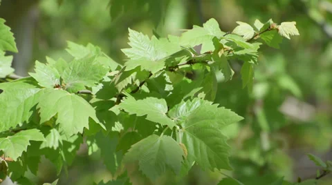 Leaves moving with a light breeze under sunlight Video stock 37586285