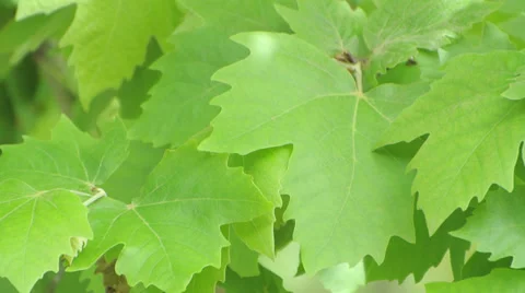 Leaves moving with a light breeze under sunlight Stock Footage 38290228