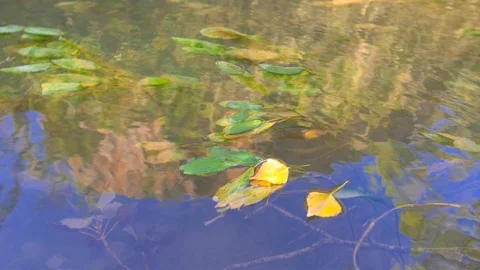 Leaves moving slowly over river surface Stock Footage 124367310