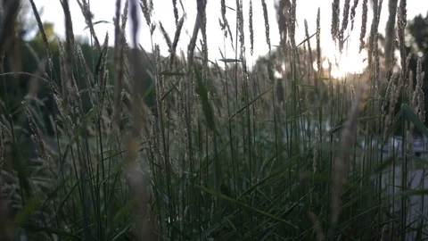 Leaves moving in sunlight 库存影片 78245358