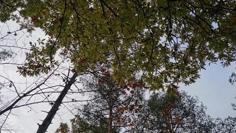 Leaves moving in the wind in a 4K video taken from below in an Italian forest Stock-Footage 328471069