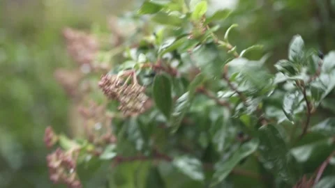 Leaves moving in wind and rain, wet foliage Stock Footage 331036309