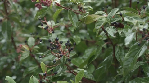 Leaves moving in wind and rain, wet foliage Stock Footage 331036394