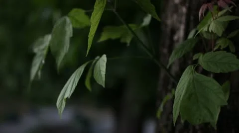 Leaves moving in the wind Stock Footage 11423895