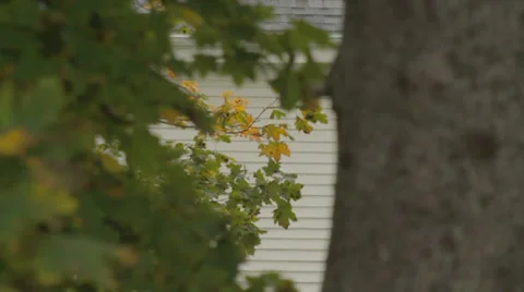 Leaves moving in the wind Stock Footage 28695768