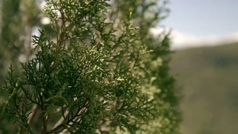 Leaves moving with the wind Stock Footage 74505890