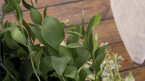 Leaves moving in the wind Vidéo 125057348