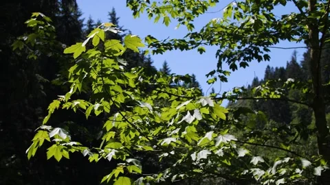 Leaves moving in the wind- Stock Footage 157850383