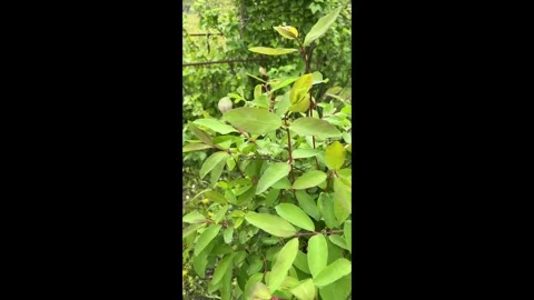 The leaves moving in the wind. Stock Footage 313991673