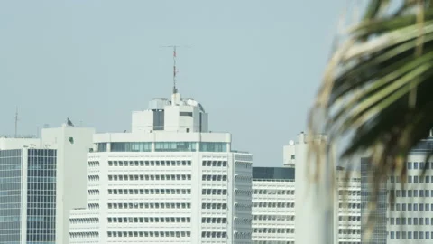 Leaves Moving in the Wind. Skyscrapers in the Background Stock Footage 88887361