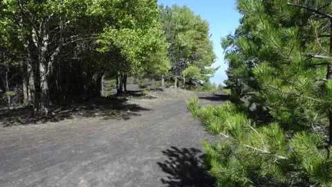 Leaves Moving Wind Slow Motion Mixed Forest Trail Path Sicily Nature Etna Park Vídeos de archivo 154619236