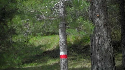 Leaves Moving Wind Slow Motion Trail Marker Nature Path Sicily Outdoors Etna Vídeos de archivo 154636723