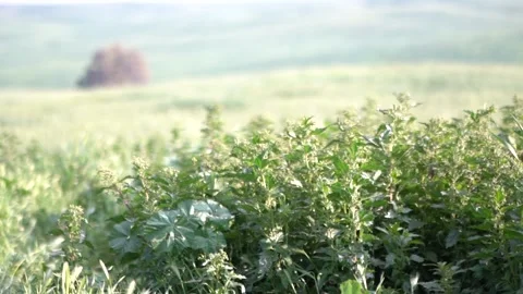 Leaves Moving in the Wind Slow Motion Stock Footage 167267152