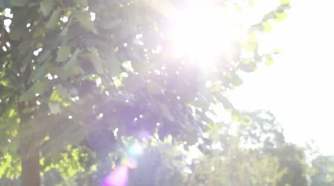 Leaves moving in the wind on tree in a hot autumn day Stock-Footage 55667744