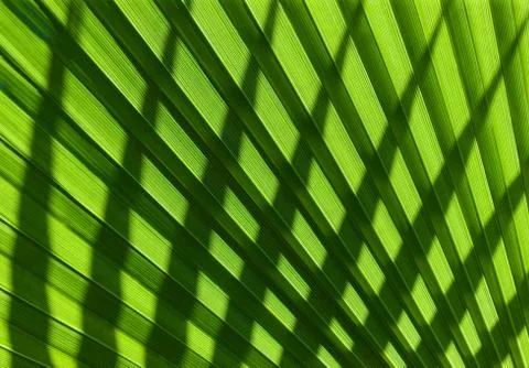 Leaves natural texture Fotos Stock