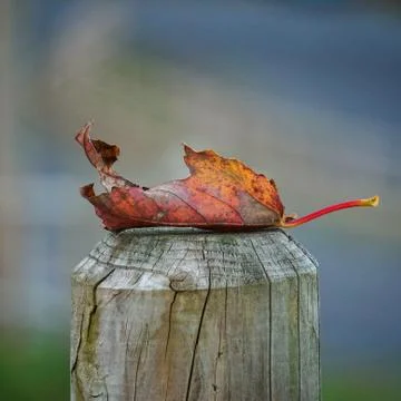 The leaves in the nature Stock Photos