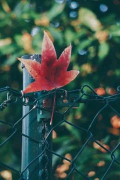 The leaves in the nature Stock Photos