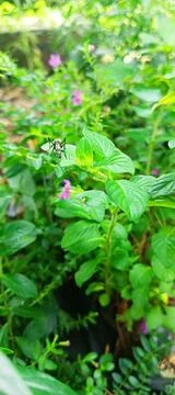 Leaves near the garden 스톡 사진