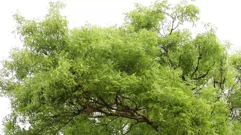 Leaves of a Neem tree after a fresh Rain relaxing hd with birds sound from india Stock Footage