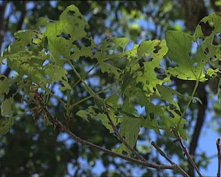 LEAVES nibbled Stock Footage 22688938