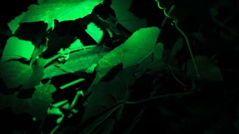 Leaves in night dark Stock Footage 84722307