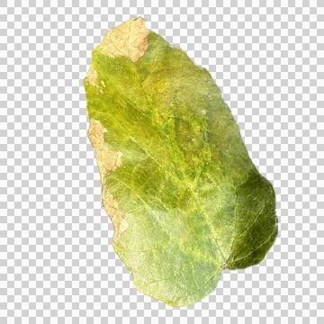 Leaves with no background Stock Photos