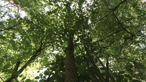 Leaves of a nut bush, the sun's rays make their way through the bush. Stock Footage 157126911