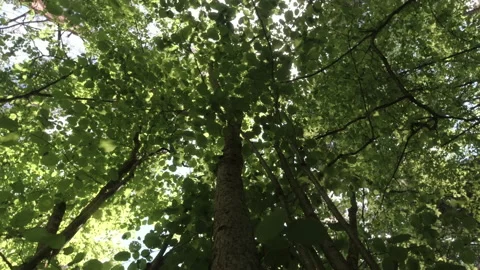 Leaves of a nut bush, the sun's rays make their way through the bush. Video stock 157127378